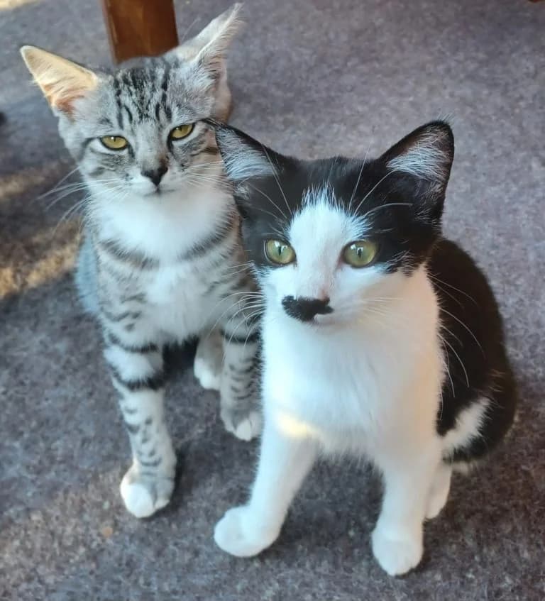 Tabby und Pünktchen, getigert male puppy mixed breed for adoption at Tierschutzverein Tauberbischofsheim und Umgebung e.V., Würzburg