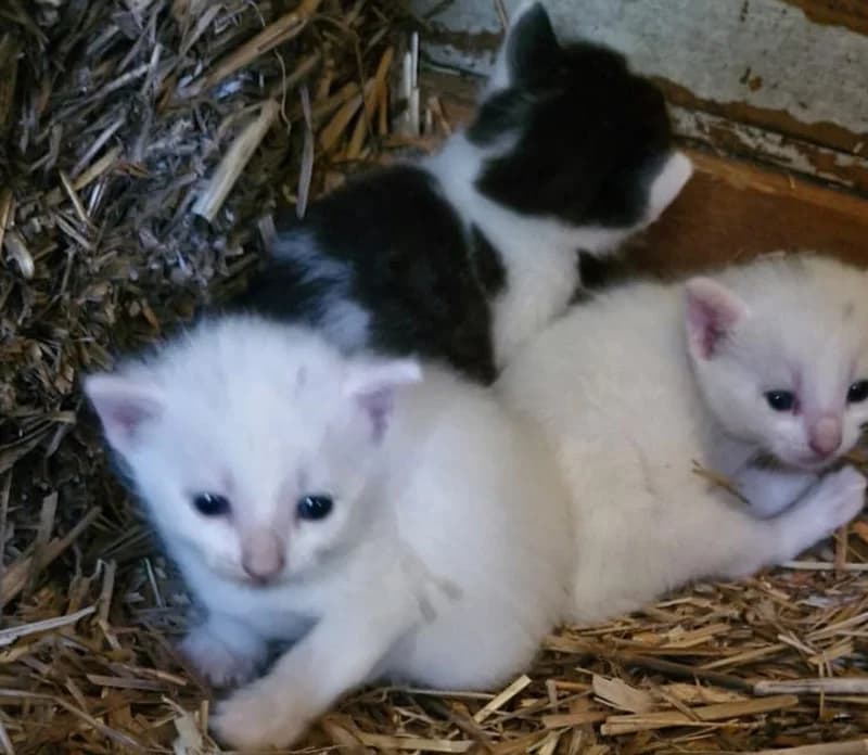 Toby, Titus und Tilly, puppy Mixed Breed for adoption at Tierschutzverein Teterow und Umgebung e.V., Teterow