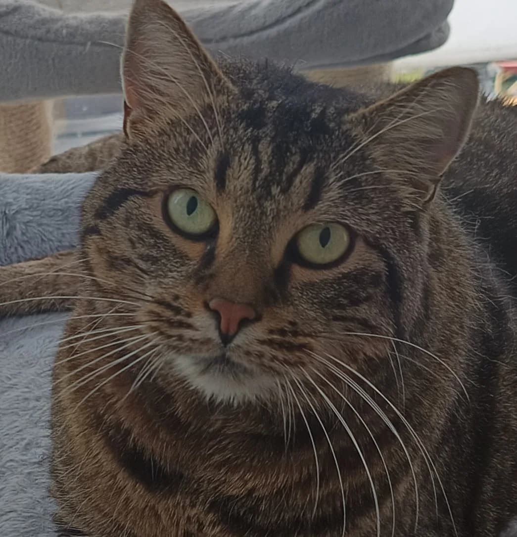 Minka b, Mixed Breed for adoption at Tierschutzverein Tettnang und Umgebung e.V.