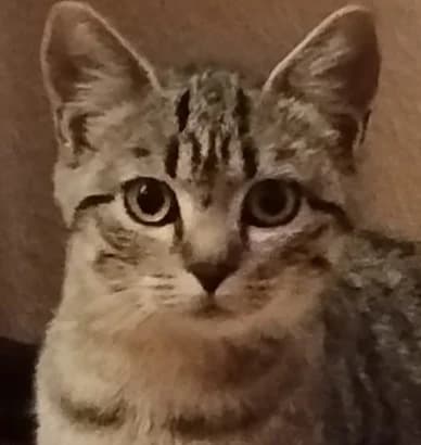 Paris, Mixed Breed for adoption at Tierschutzverein Tettnang und Umgebung e.V.