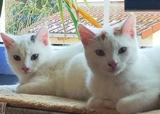 Tier 4, mixed breed for adoption at Tierschutzverein Tettnang und Umgebung e.V.