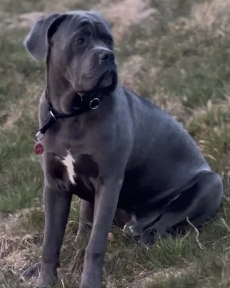 Tier 1, male Mixed Breed for adoption at Tierschutzverein Tettnang und Umgebung e.V.