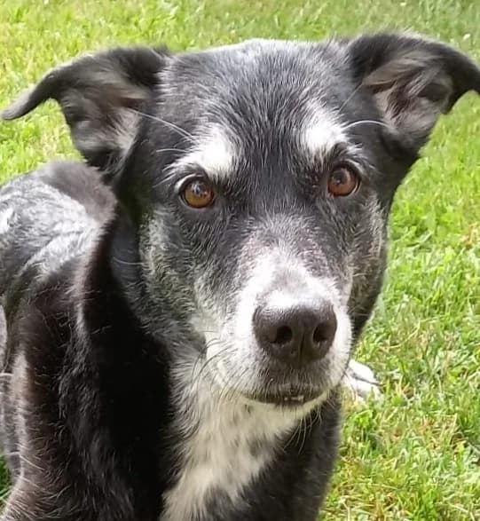 Tier 2, female Mixed Breed for adoption at Tierschutzverein Tettnang und Umgebung e.V.