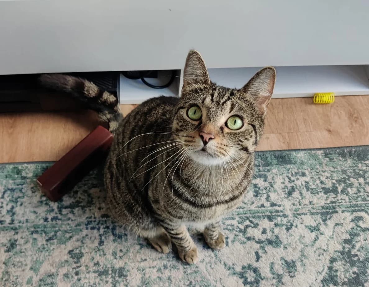 Leo, male 3yo mixed breed for adoption at Tierfreunde Münster, Münster