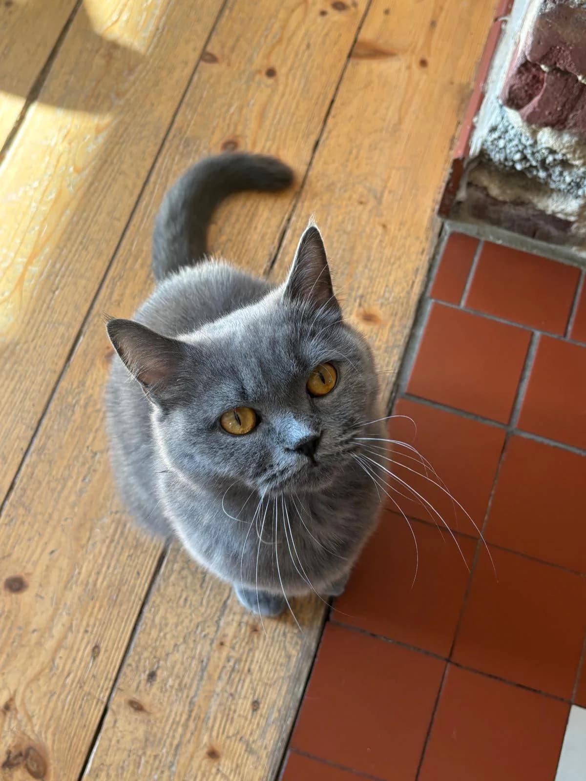 Malou, female young British Shorthair for adoption at Tierfreunde Münster, Münster