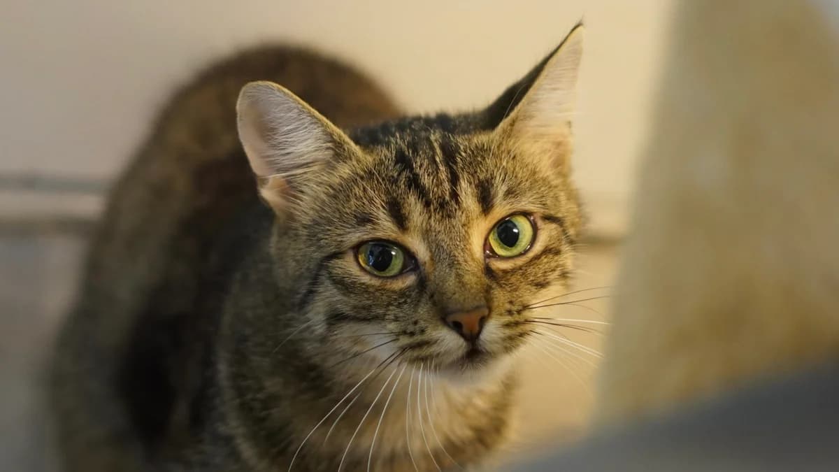 Ravioli, female young mixed breed for adoption at Tierfreunde Münster, Münster