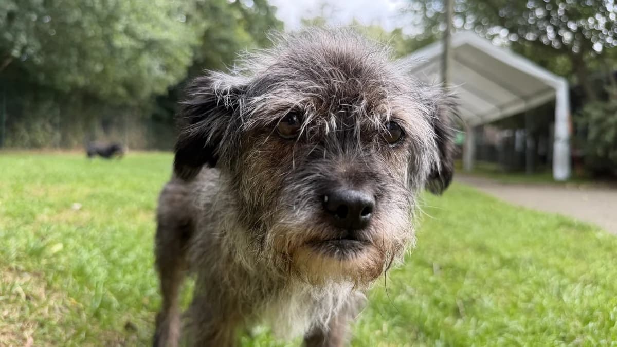 Bungee, female senior Mixed Breed for adoption at Tierfreunde Münster, Münster