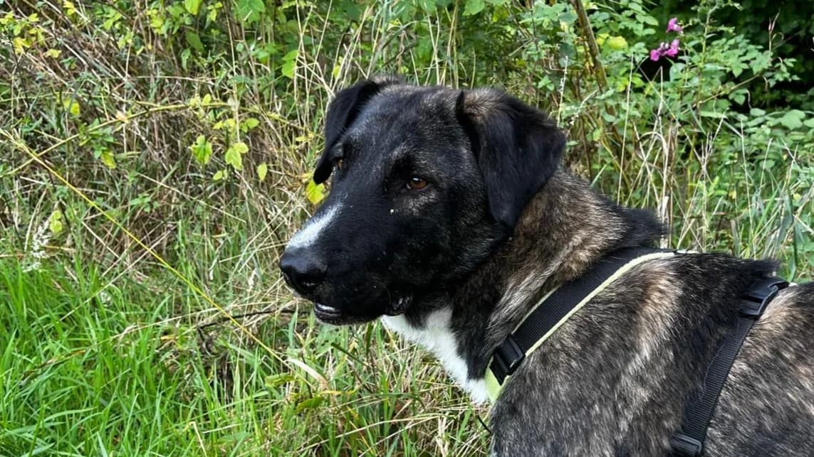 Dexter, male 3yo Mixed Breed for adoption at Tierfreunde Münster, Münster