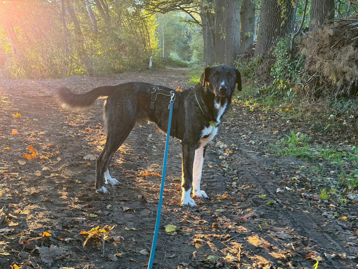 Dexter, male 3yo Mixed Breed for adoption at Tierfreunde Münster, Münster