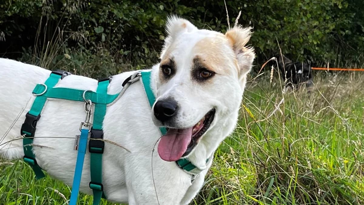 Sheila, female 6yo Mixed Breed for adoption at Tierfreunde Münster, Münster