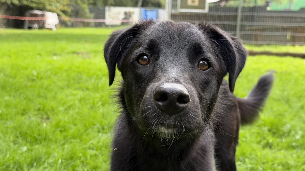 Svala, female puppy Mixed Breed for adoption at Tierfreunde Münster, Münster