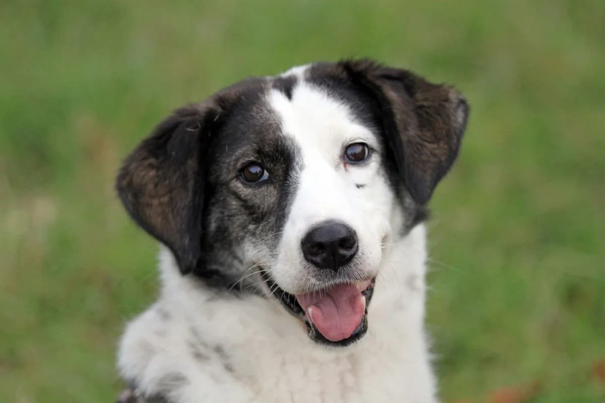 Binna, female senior Mixed Breed for adoption at Tierfreunde Münster, Münster