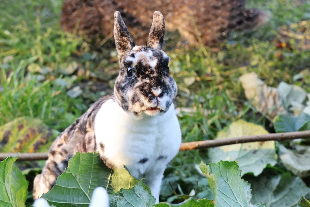 Effie, female mixed breed for adoption at Tierfreunde Münster, Münster
