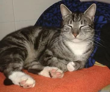Kater Max wird gesucht, grau male young Mixed Breed for adoption at Tierschutzverein Tiernothilfe Leisnig & Umgebung e.V., Leisnig