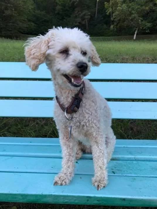 Josy aus Engenthal wird vermisst, beige female senior Mixed Breed for adoption at Tierschutzverein Tiernothilfe Leisnig & Umgebung e.V., Leisnig