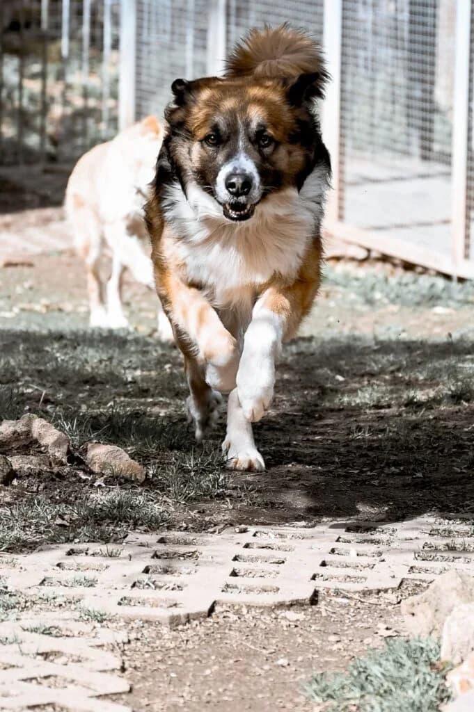 Diego, male 6yo mixed breed for adoption at Tierschutzverein Tiernothilfe Leisnig & Umgebung e.V., Leisnig