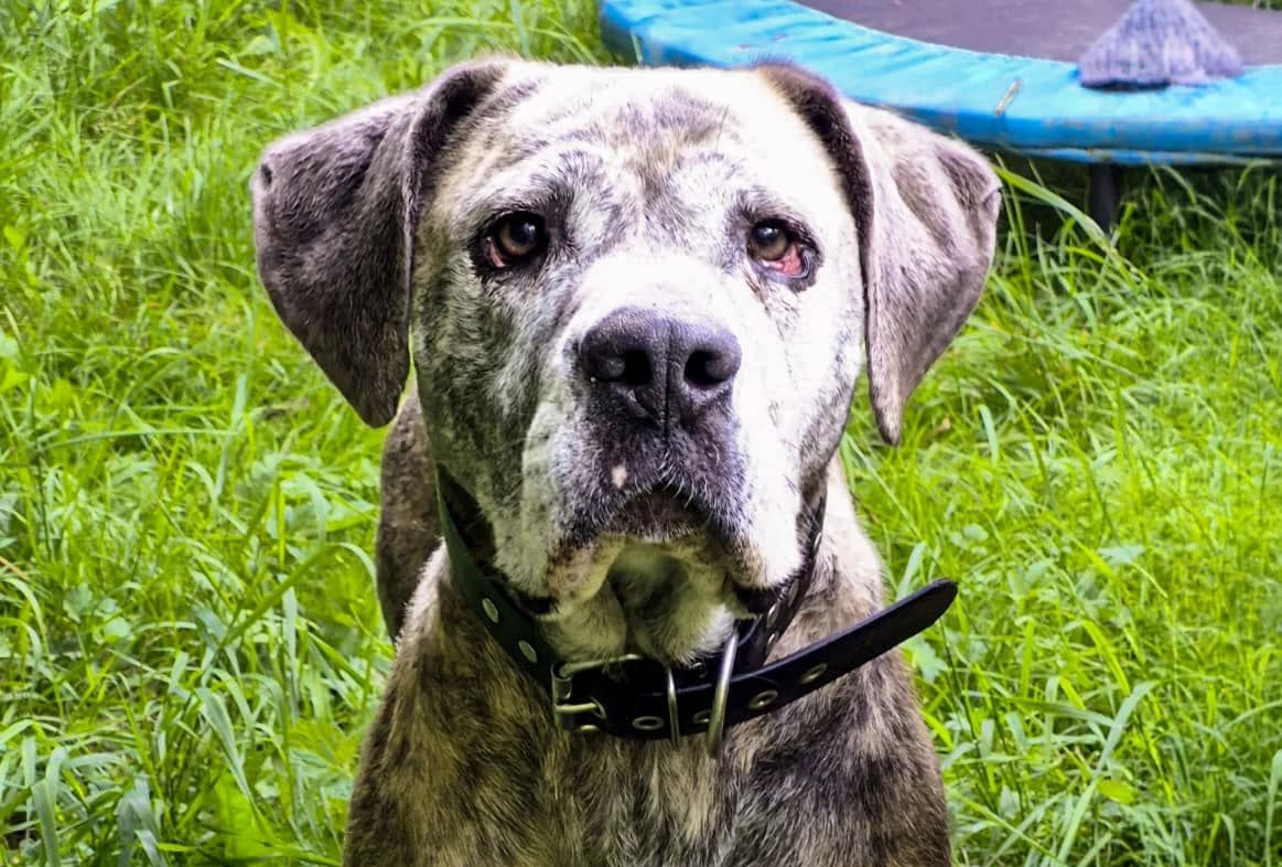 Mala, female 5yo Mixed Breed for adoption at Tierschutzverein Trier und Umgebung e.V.
