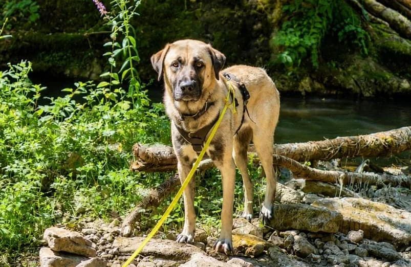 Otis, male 4yo German Shorthaired Pointer for adoption at Tierschutzverein Trier und Umgebung e.V.