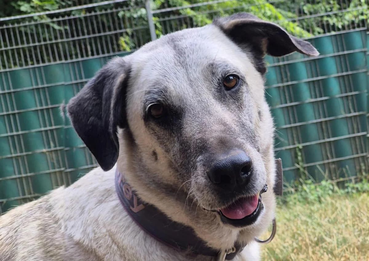 Grey, female Kangal for adoption at Tierschutzverein Trier und Umgebung e.V.