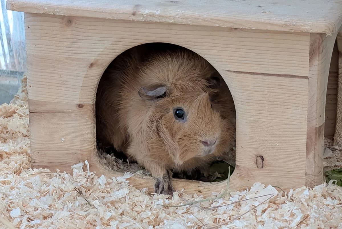 Simba, male Mixed Breed for adoption at Tierschutzverein Trier und Umgebung e.V.