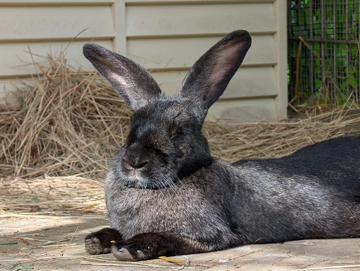 Penelope, female Mixed Breed for adoption at Tierschutzverein Trier und Umgebung e.V.