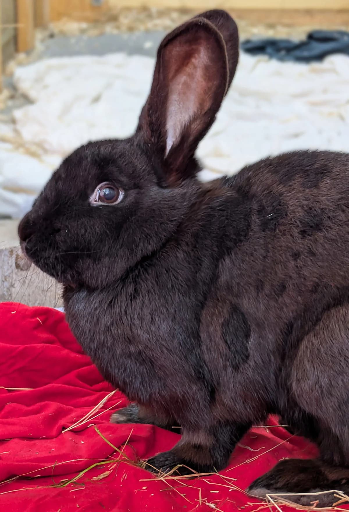 Willow, Mixed Breed for adoption at Tierschutzverein Trier und Umgebung e.V.