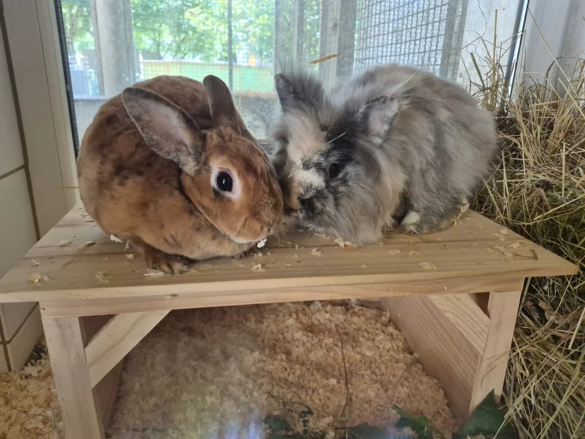 Liv & Urmel, 3yo Mixed Breed for adoption at Tierschutzverein Trier und Umgebung e.V.