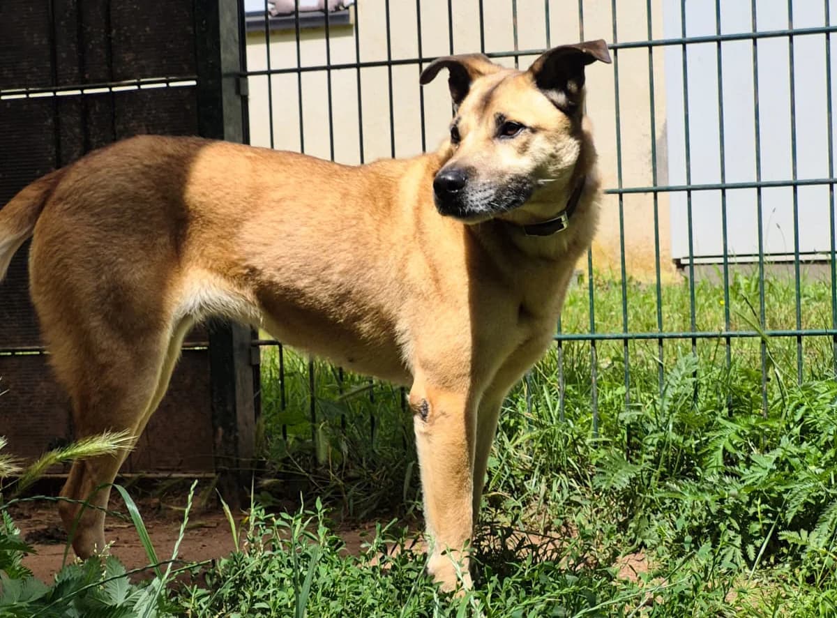 Kiri, female Mixed Breed for adoption at Tierschutzverein Trier und Umgebung e.V.