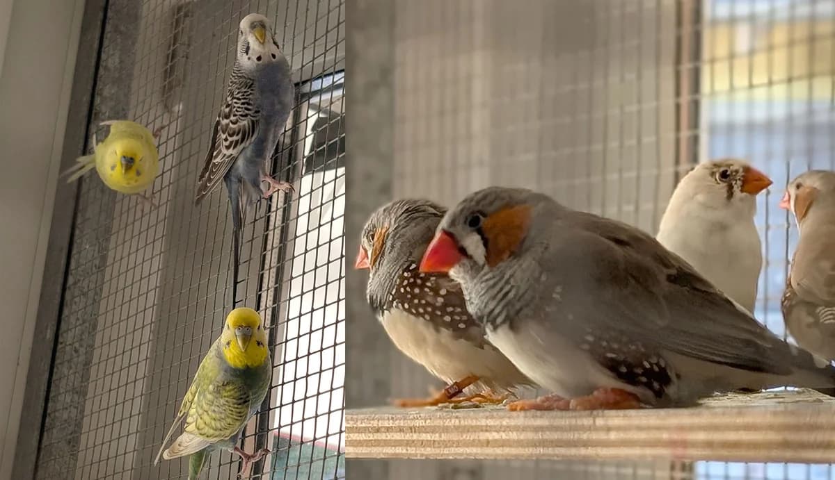 Unsere Wellensittiche & Zebrafinken, Mixed Breed for adoption at Tierschutzverein Trier und Umgebung e.V.