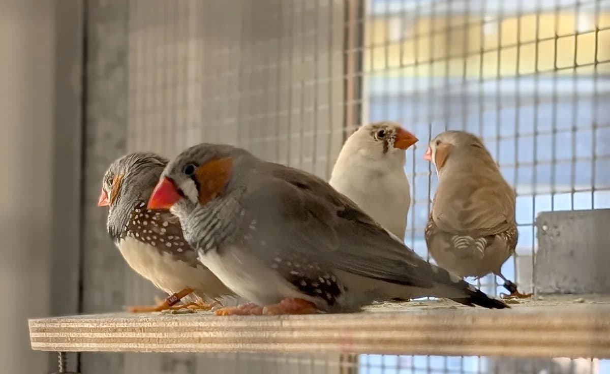 Unsere Zebrafinken, Mixed Breed for adoption at Tierschutzverein Trier und Umgebung e.V.
