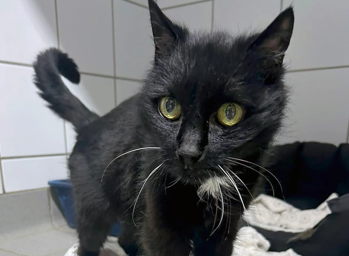 Kimchi, senior Mixed Breed for adoption at Tierschutzverein Trier und Umgebung e.V.