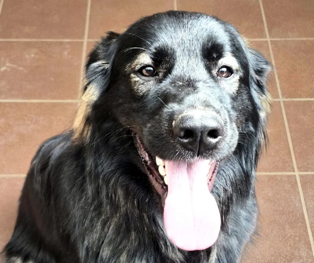 Nilo, male puppy Mixed Breed for adoption at Tierschutzverein Trier und Umgebung e.V.