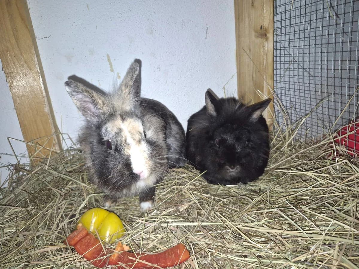 Pflegestelle gesucht, female 5yo Mixed Breed for adoption at Tierschutzverein Trier und Umgebung e.V.