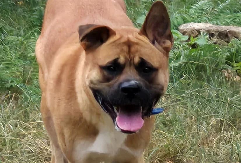 Eddi, male young Mixed Breed for adoption at Tierschutzverein Trier und Umgebung e.V.