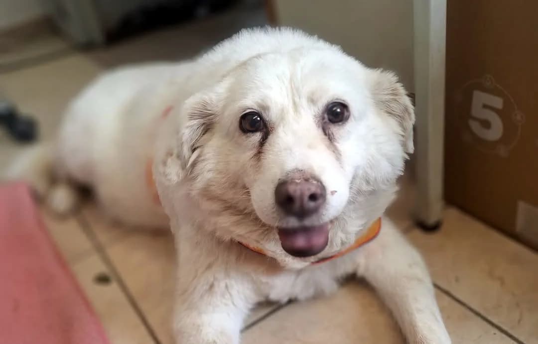 Souchou, female senior Mixed Breed for adoption at Tierschutzverein Trier und Umgebung e.V.