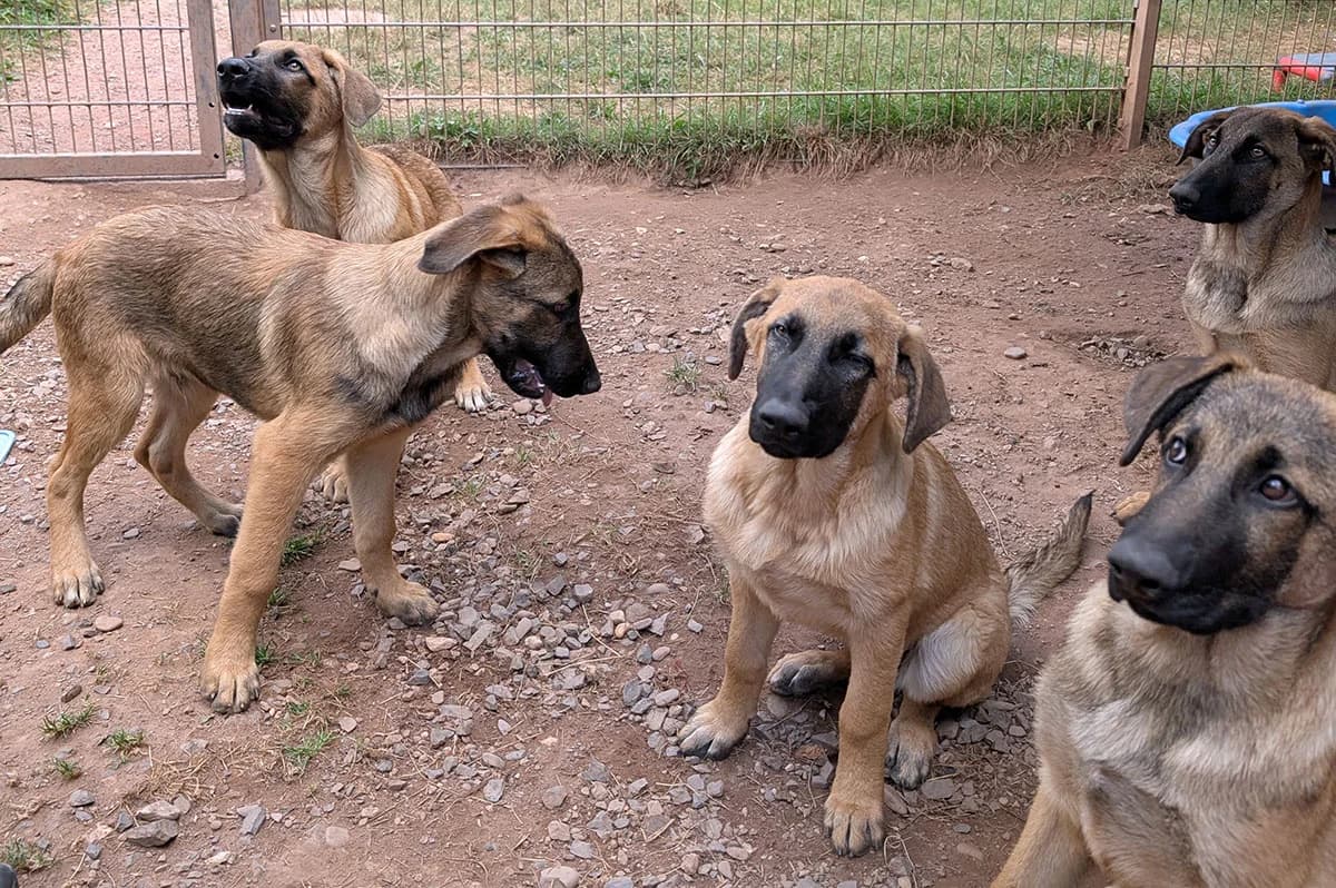 Unsere Welpen, male puppy Mixed Breed for adoption at Tierschutzverein Trier und Umgebung e.V.