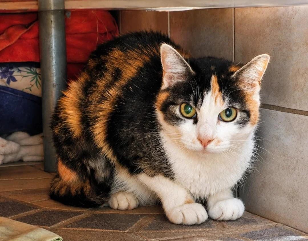 Heidi, Mixed Breed for adoption at Tierschutzverein Trier und Umgebung e.V.