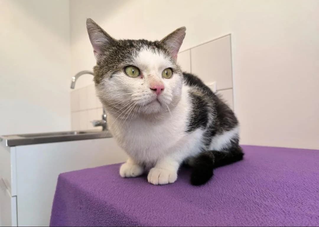 Elton John, male Mixed Breed for adoption at Tierschutzverein Trier und Umgebung e.V.