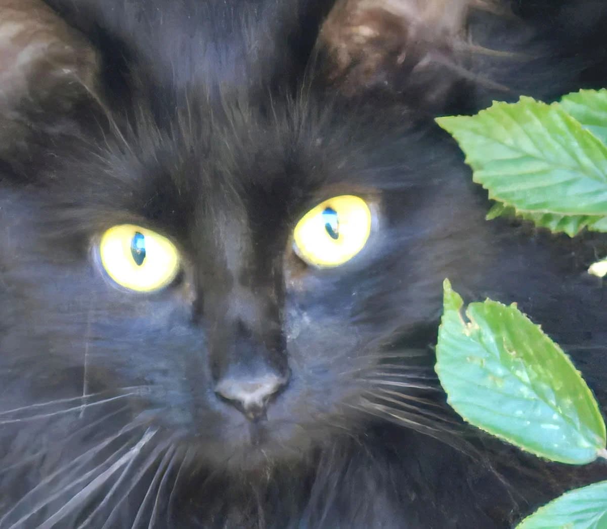 Trolli, female 5yo Mixed Breed for adoption at Tierschutzverein Trier und Umgebung e.V.