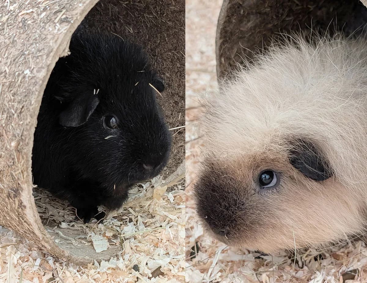 Tom & Jerry, Mixed Breed for adoption at Tierschutzverein Trier und Umgebung e.V.