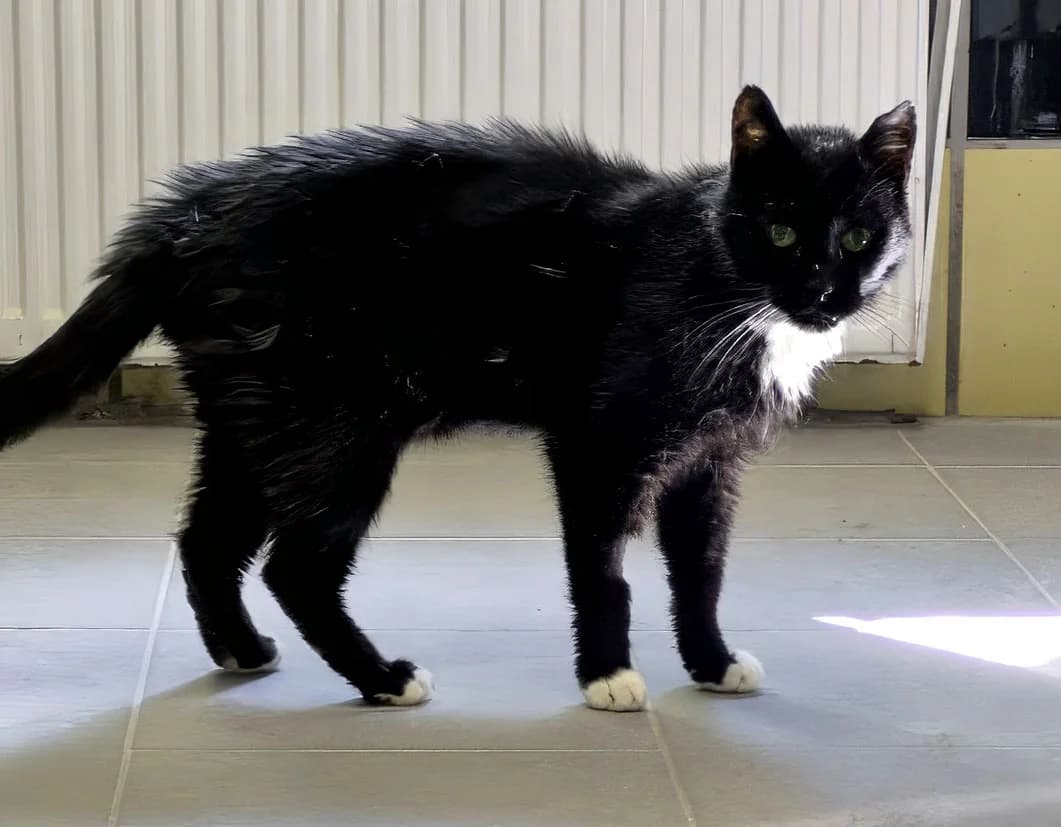Maurice, male senior Mixed Breed for adoption at Tierschutzverein Trier und Umgebung e.V.