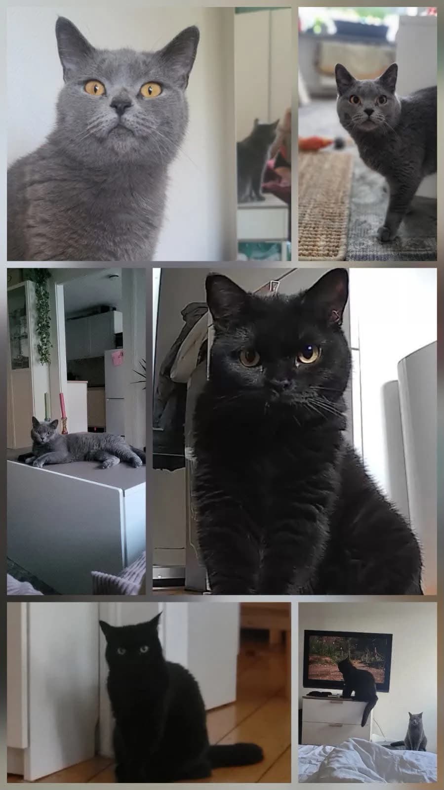 Inci & Melissa, grau 4yo Mixed Breed for adoption at Tierschutzverein Wachtberg e.V.