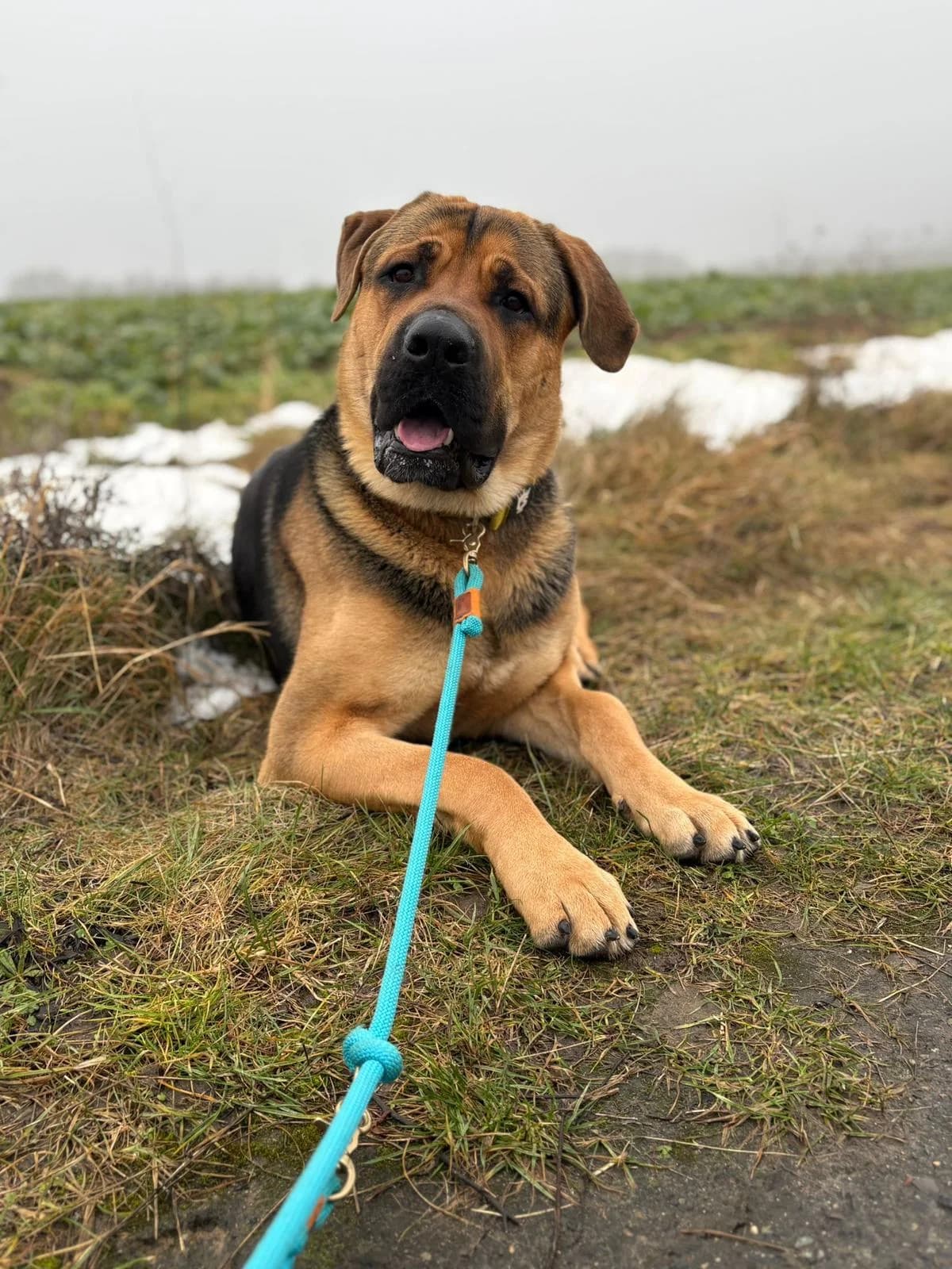 Shadow, male young Mixed Breed for adoption at Tierschutzverein Waren e.V., Malchow