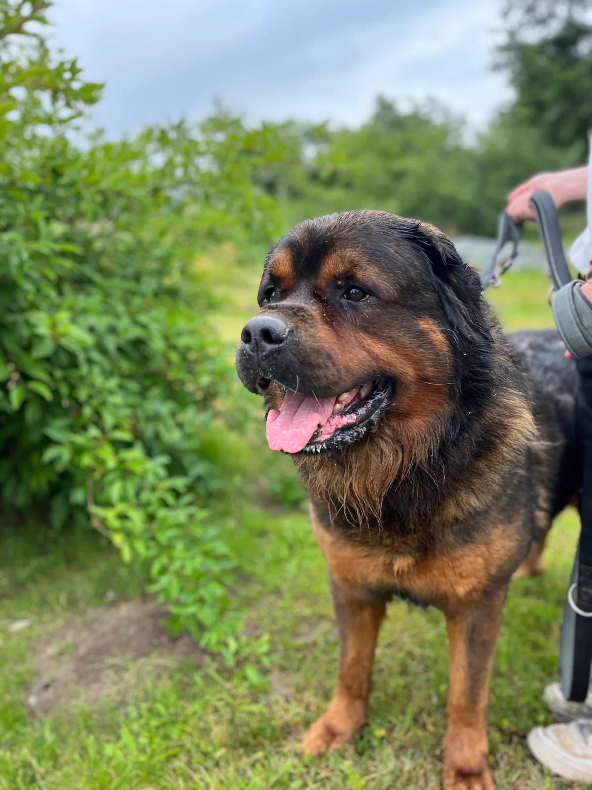 Bolle, male 7yo Mixed Breed for adoption at Tierschutzverein Waren e.V., Malchow