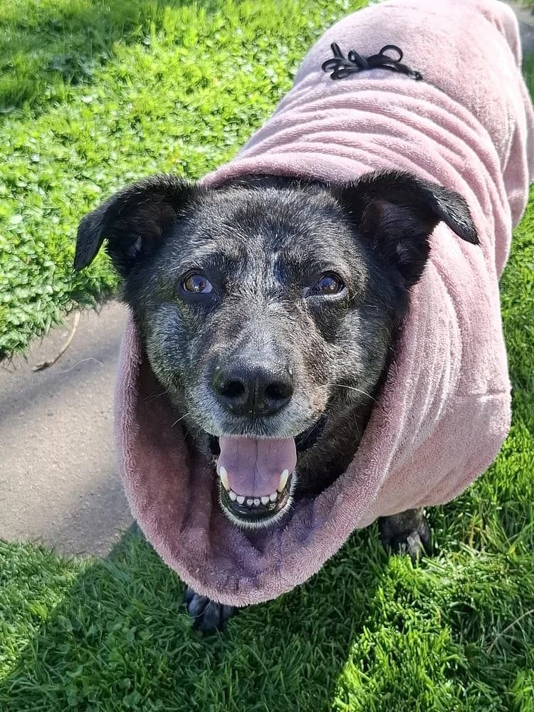 Talula, female senior Mixed Breed for adoption at Tierschutzverein Weil am Rhein e.V., Weil am Rhein