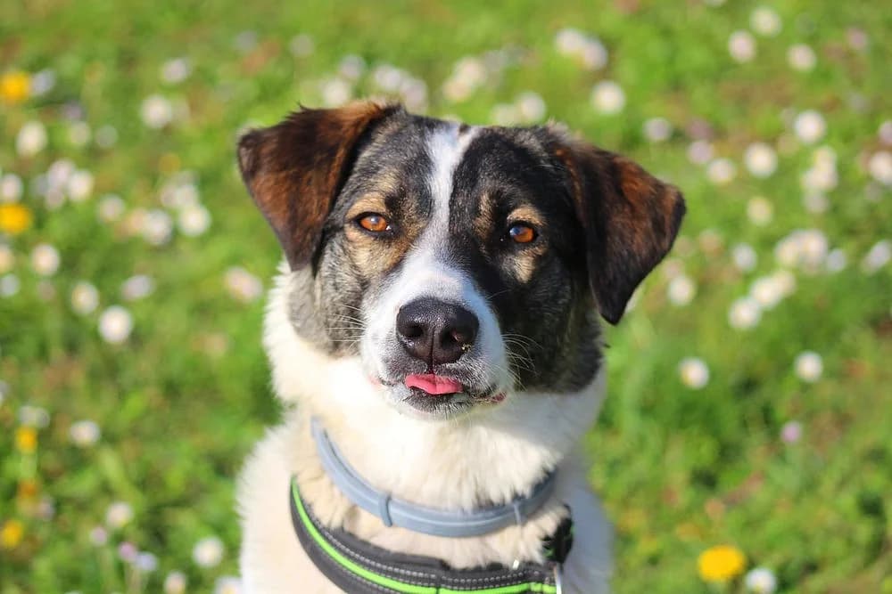 Nita, female 6yo Mixed Breed for adoption at Tierschutzverein Weil am Rhein e.V., Weil am Rhein
