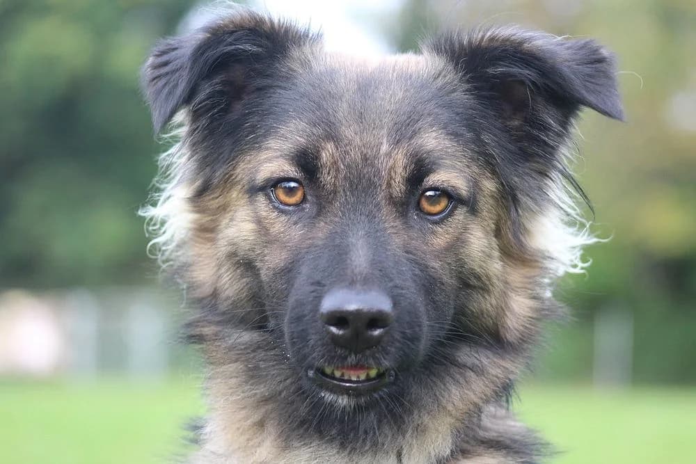 Slavie, male 5yo Mixed Breed for adoption at Tierschutzverein Weil am Rhein e.V., Weil am Rhein