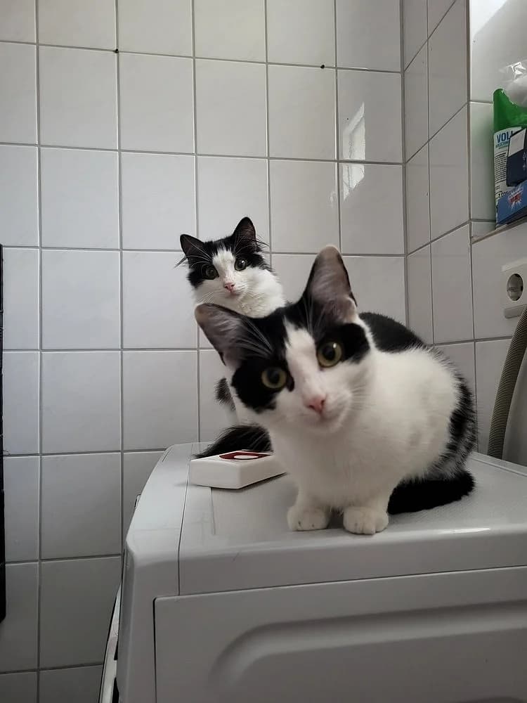 Roxy und Mulan, female young mixed breed for adoption at Tierschutzverein Weil am Rhein e.V., Weil am Rhein