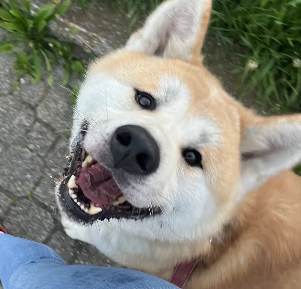 Saiko, weiΓ female 5yo Akita for adoption at Tierschutzverein Weil am Rhein e.V., Weil am Rhein