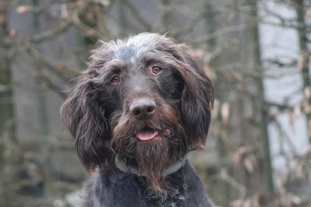 Jonny, male senior mixed breed for adoption at Tierschutzverein Weil am Rhein e.V., Weil am Rhein
